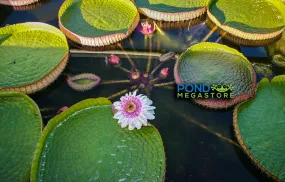 GIANT VICTORIA WATERLILY <br> *Advanced Waterlily Growers! <br> Will ship late May into June.