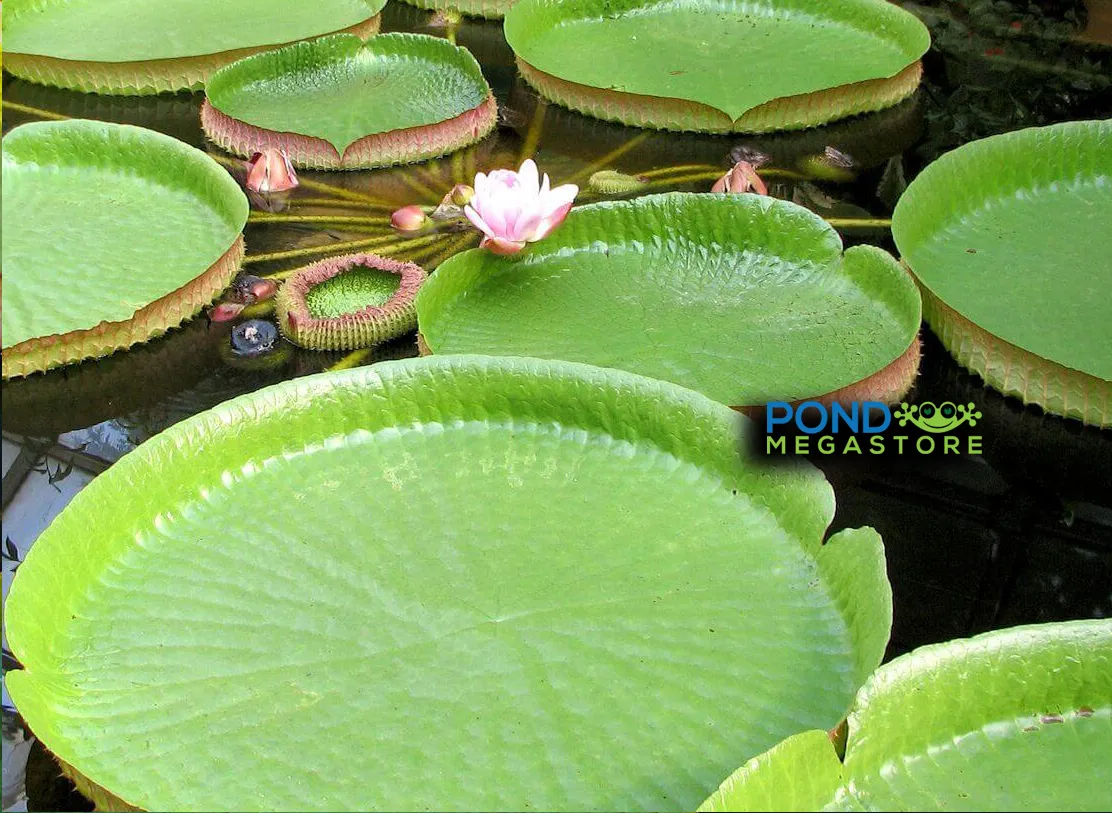 GIANT VICTORIA WATERLILY <br> *Advanced Waterlily Growers! <br> Will ship late May into June.