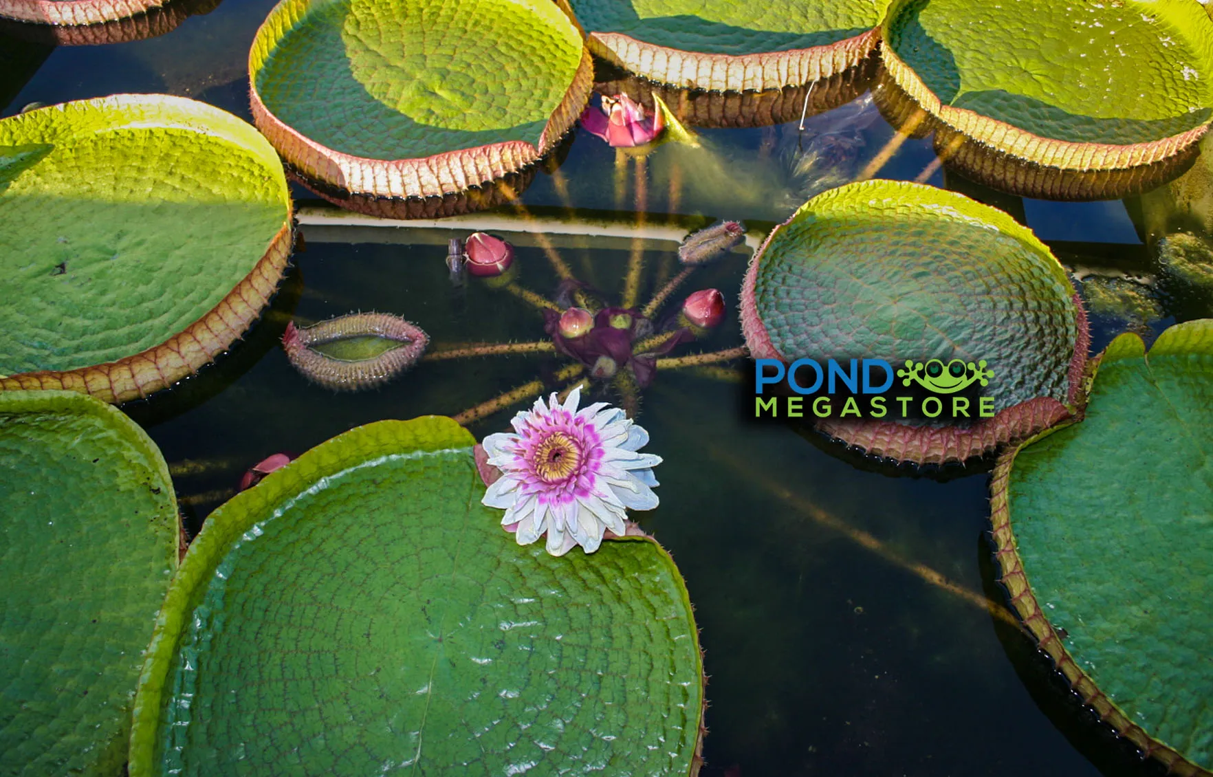 GIANT VICTORIA WATERLILY <br> *Advanced Waterlily Growers! <br> Will ship late May into June.